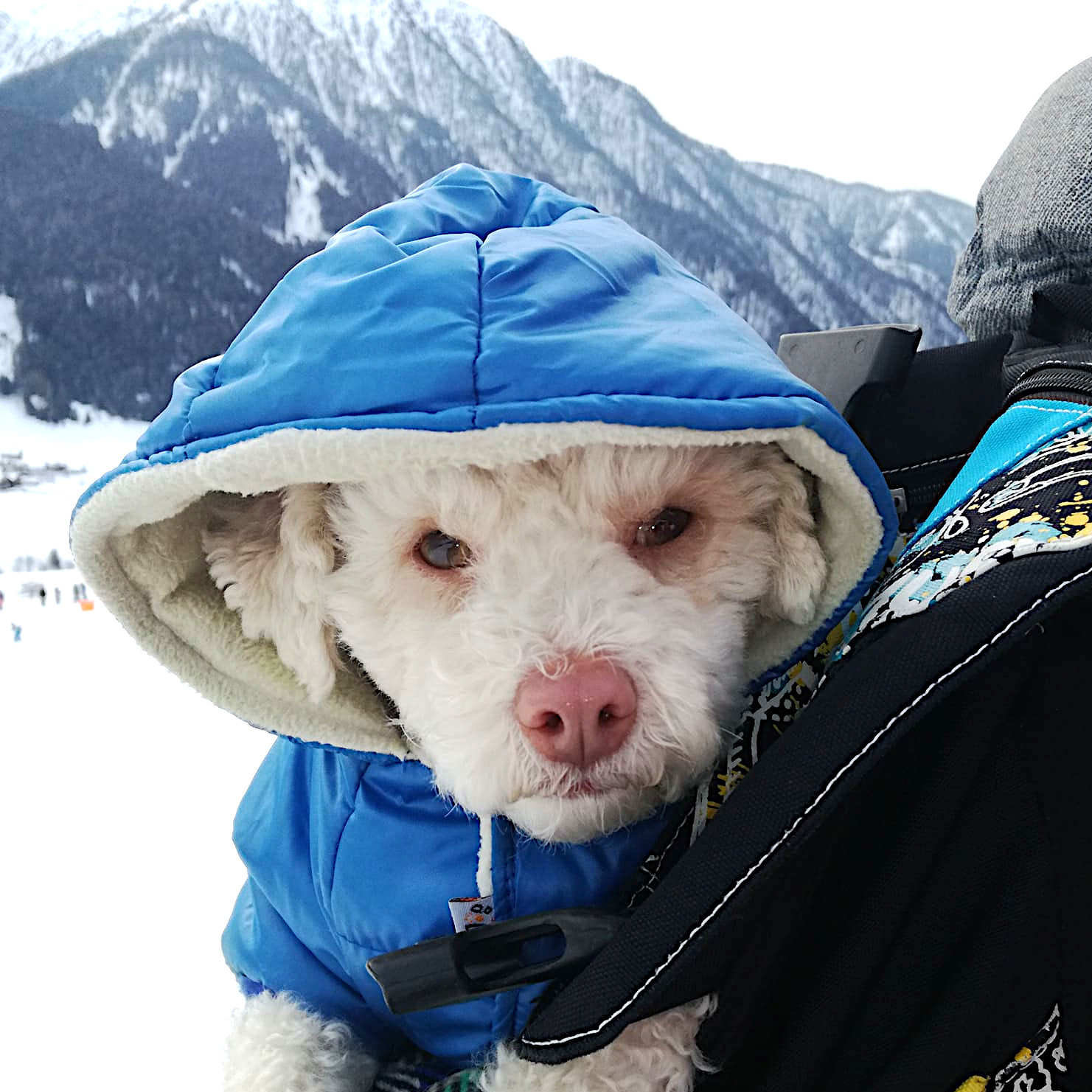 Leki Losito